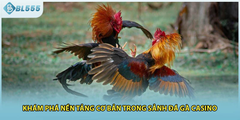 Khám phá nền tảng cơ bản trong sảnh đá gà casino